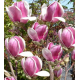 MAGNOLIA różowo biała duża roślina - sadzonki 80 / 100 cm